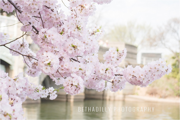 5 Tips for Photographing Cherry Blossoms | bethadilly photography