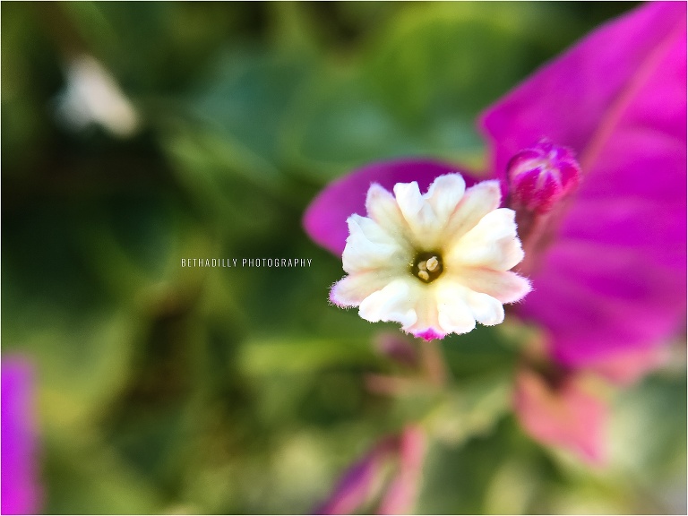 Macro Photography : Fun Lenses To Try For Macro Photography | Bethadilly Photography