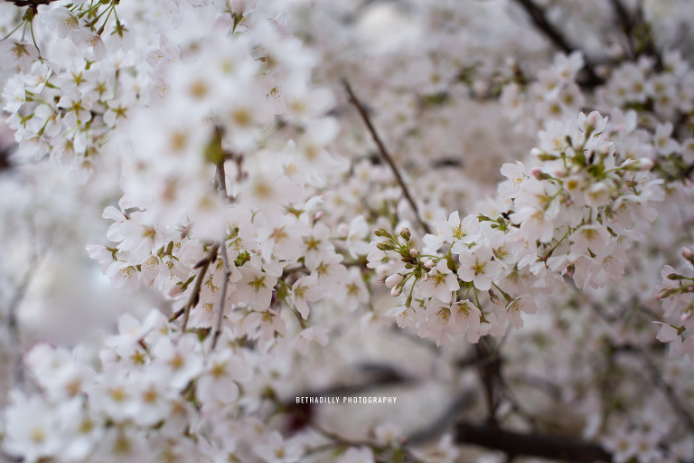 Cherry Blossom Photography: A Series Of Lost Images Found | Bethadilly Photography