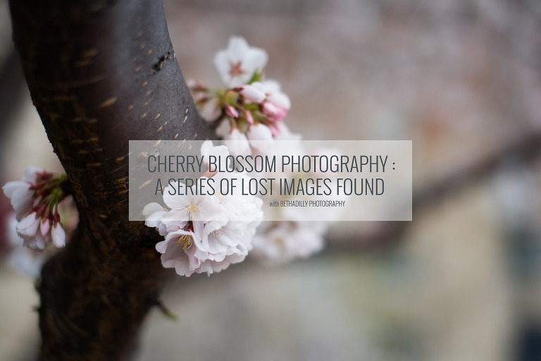 Cherry Blossom Photography: A Series Of Lost Images Found | Bethadilly Photography